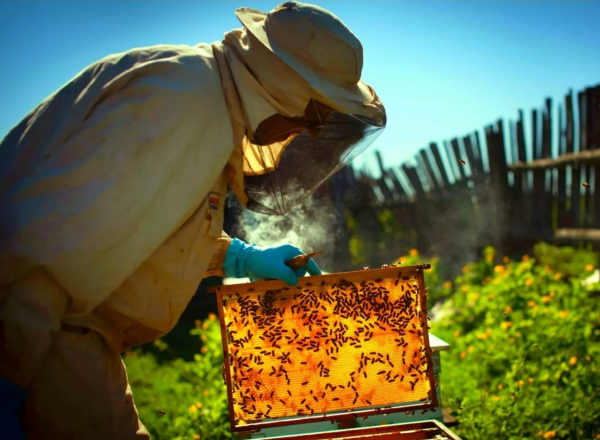 Приглашение на дистанционное обучение (повышение квалификации) «Государственные требования к организации и ведению пчеловодства в РФ в 2023 году» 25-27 июля 2023 года,  платформа GetCourse