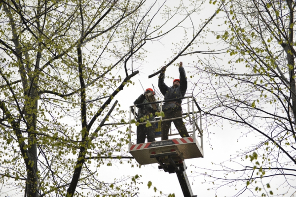 С 16 мая по 31 мая будут проводиться работы по спилу и санитарной обрезке деревьев