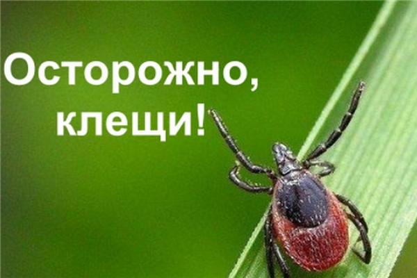 Укусы клещей: эпидемиологическая ситуация на территории Удомельского городского округа