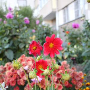 Живописные краски клумб и цветников Удомли