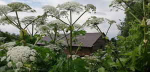 Мероприятия по удалению борщевика Сосновского правообладатели земельных участков осуществляют самостоятельно за счет собственных средств