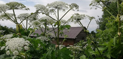 Мероприятия по удалению борщевика Сосновского правообладатели земельных участков осуществляют самостоятельно за счет собственных средств