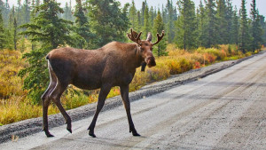 В Тверской области проходит миграция лосей. Будьте осторожны