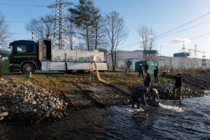 Почти 2 тонны молоди рыбы выпущено в озера&ndash;охладители Калининской АЭС