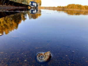 Подведены итоги V международного конкурса &laquo;В объятиях природы&raquo;