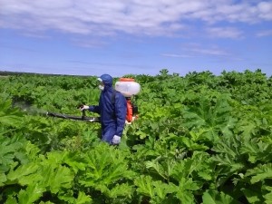 В июне текущего года в Удомельского городского округа произведена химическая обработка от борщевика Сосновского на следующих территориях: