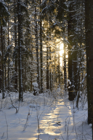 Подведены итоги конкурсного отбора международного проекта &laquo;Территория успеха: в объятиях природы&raquo; 2024 года