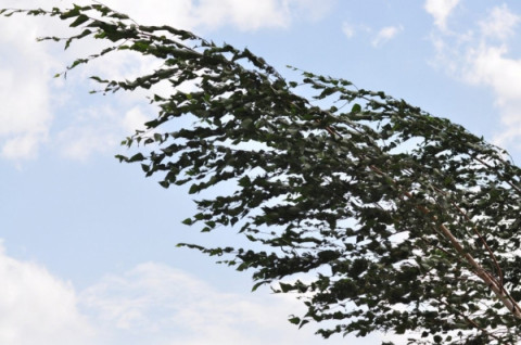 Днем 12 марта на территории Тверской области ожидается усиление юго-восточного, южного ветра отдельными порывами до 15 м/с